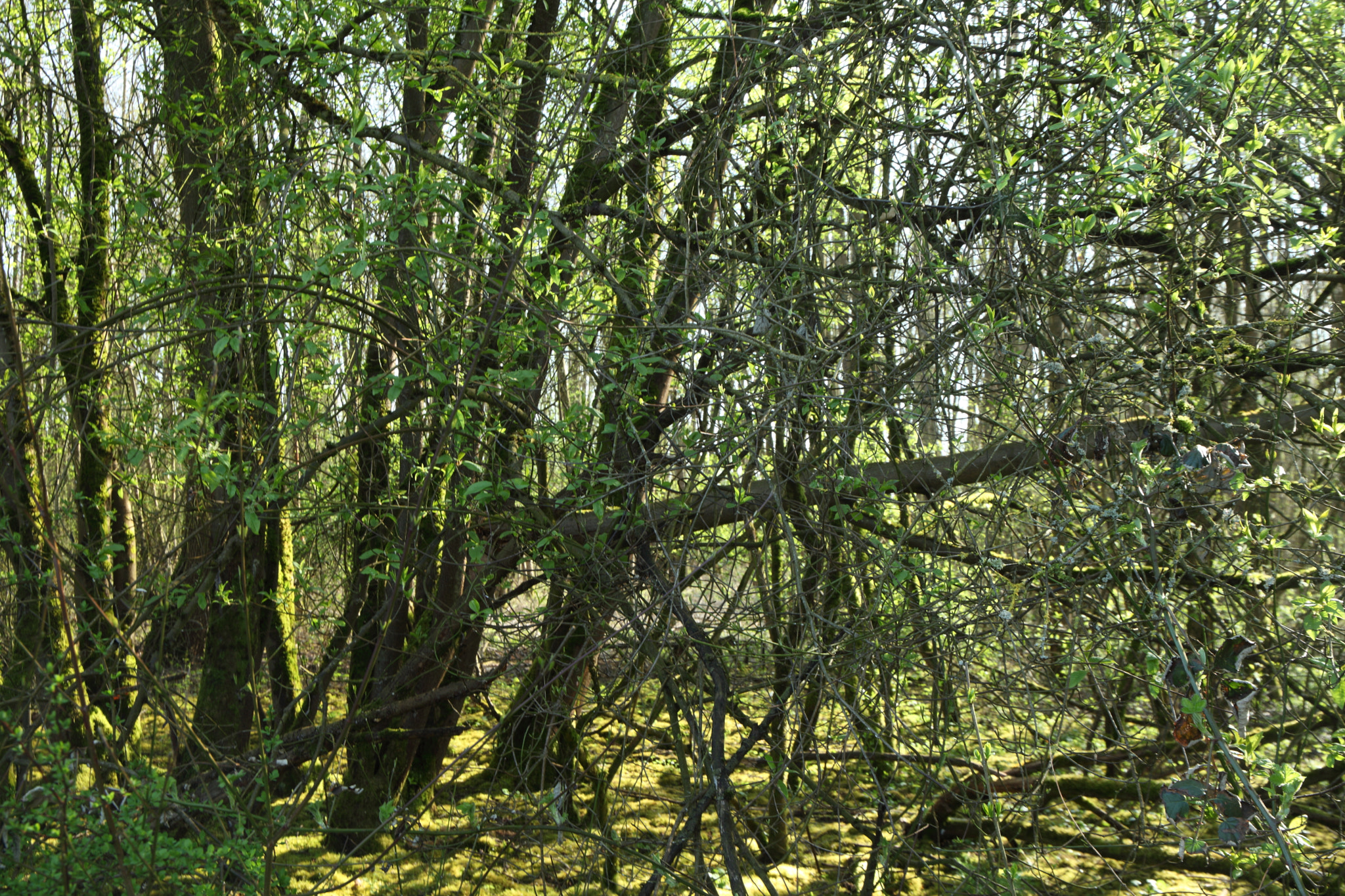 Canon EF 24-105mm F3.5-5.6 IS STM sample photo. Green of spring photography