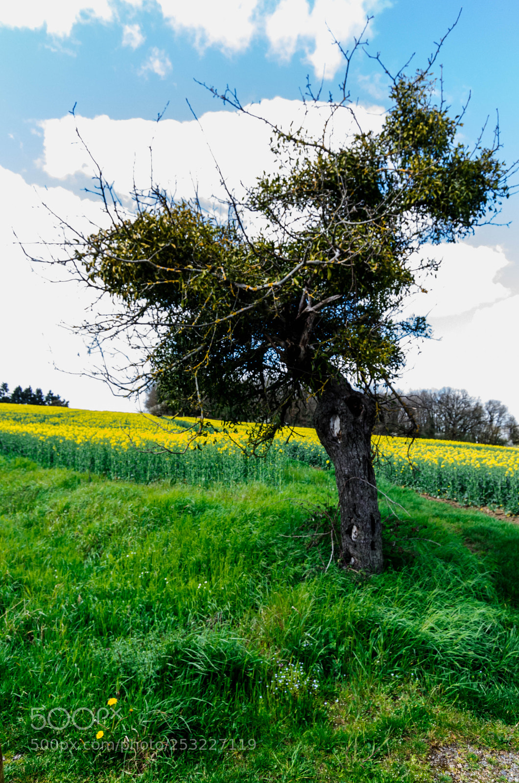 Nikon D7000 sample photo. The gnarled tree photography