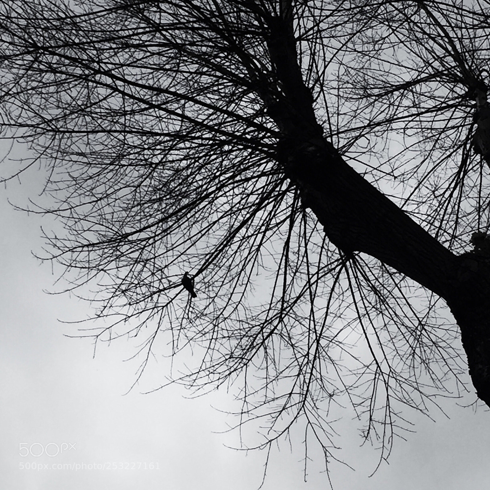 Apple iPhone 6 sample photo. Untitled photography