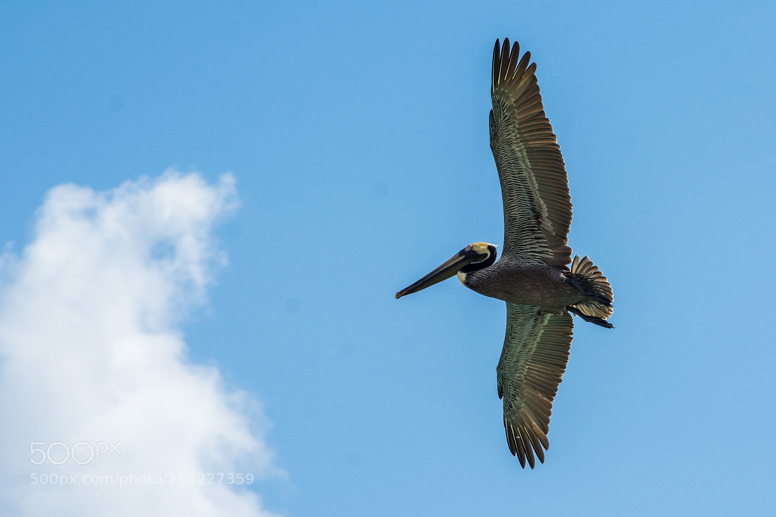 Nikon D7200 sample photo. Searching for fishs photography