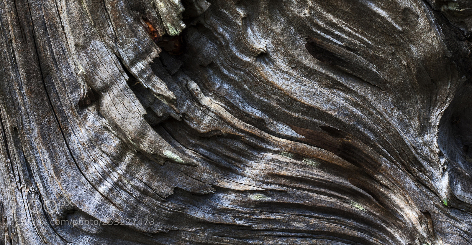 Canon EOS 40D sample photo. Wood texture photography