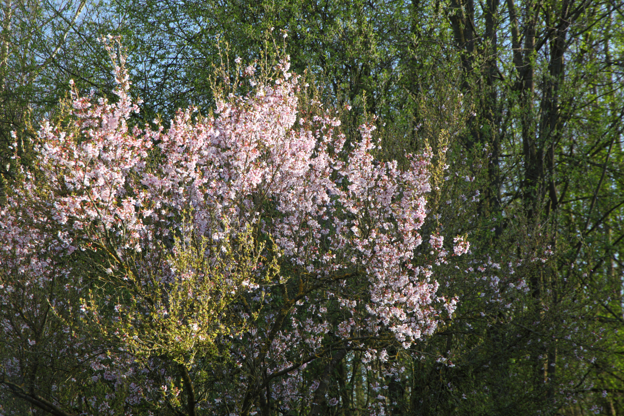 Canon EF 24-105mm F3.5-5.6 IS STM sample photo. Colorful time photography