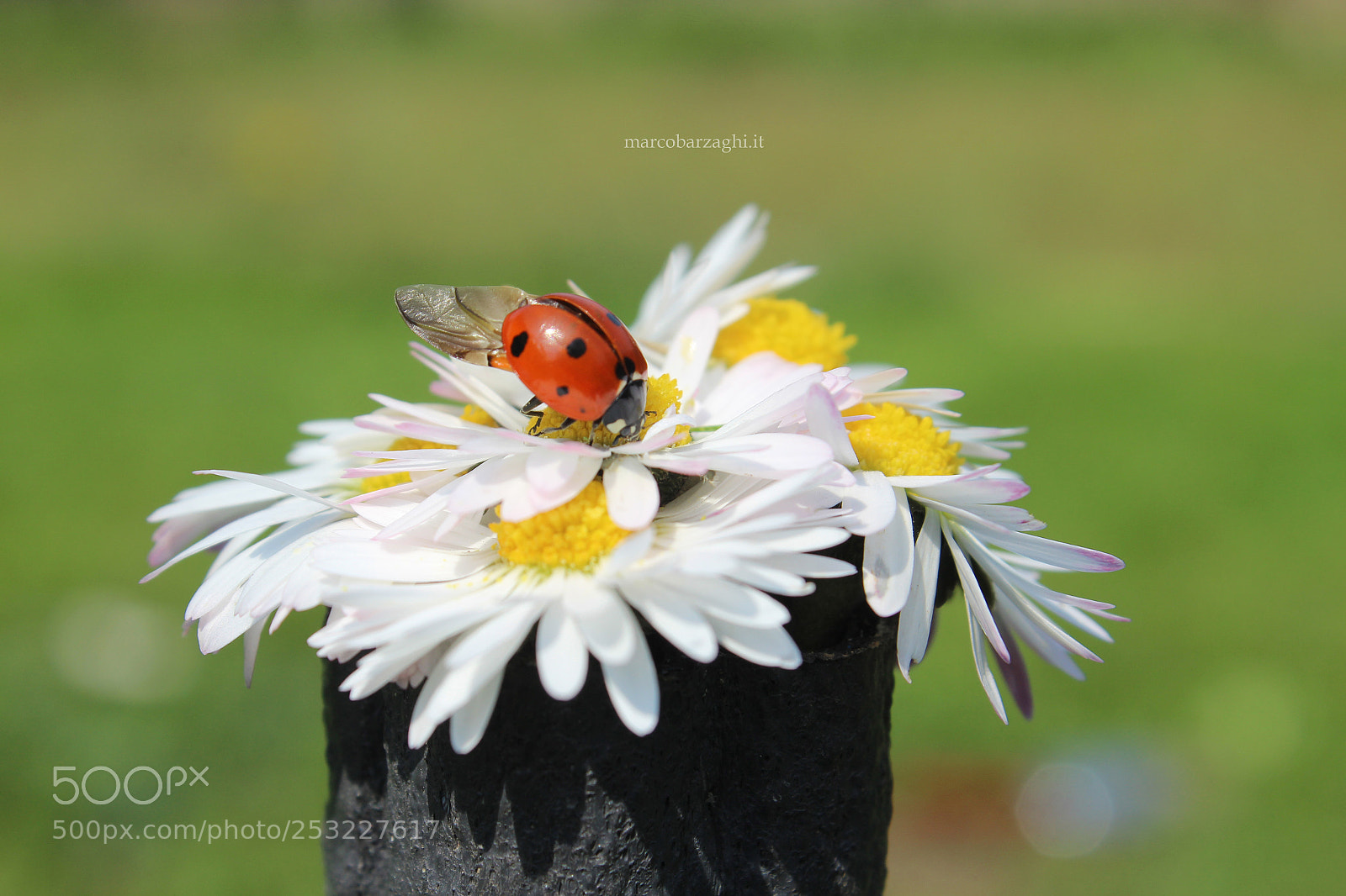 Canon EOS 600D (Rebel EOS T3i / EOS Kiss X5) sample photo. Garden - the lady photography