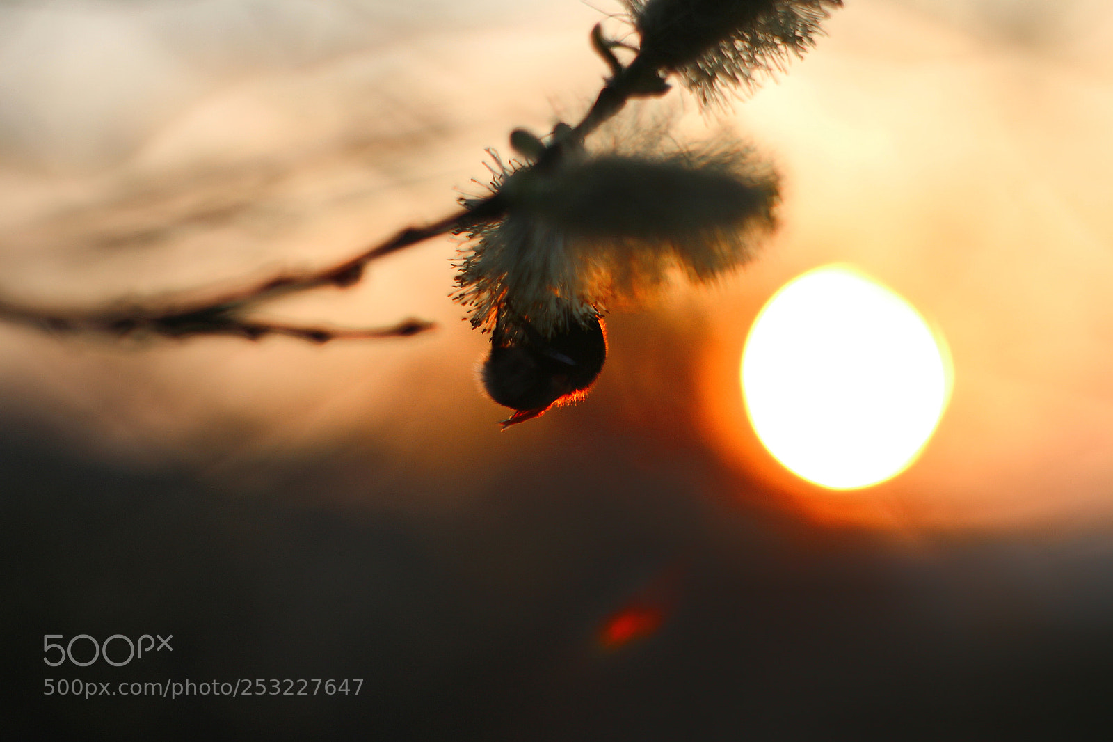 Canon EOS M10 sample photo. Bumblebee in the sunset photography