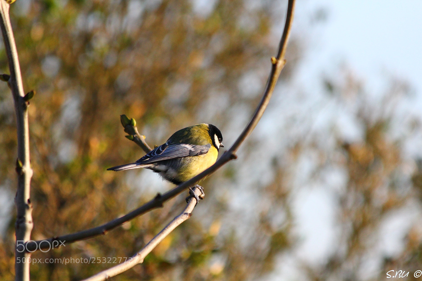 Canon EOS 60D sample photo. Great tit m sange photography