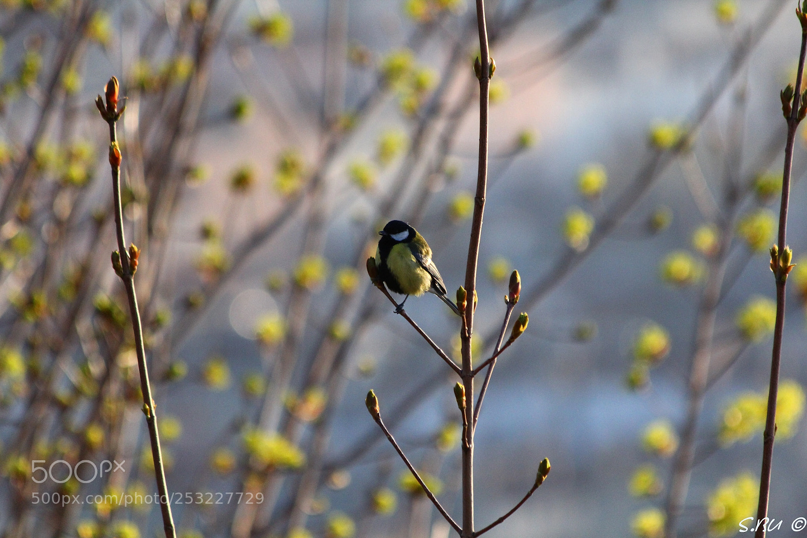 Canon EOS 60D sample photo. Great tit m sange photography