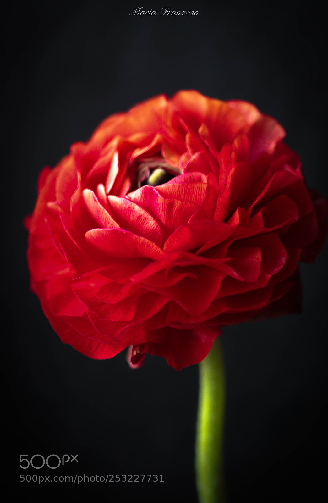 Canon EOS 600D (Rebel EOS T3i / EOS Kiss X5) sample photo. E' l'amore photography