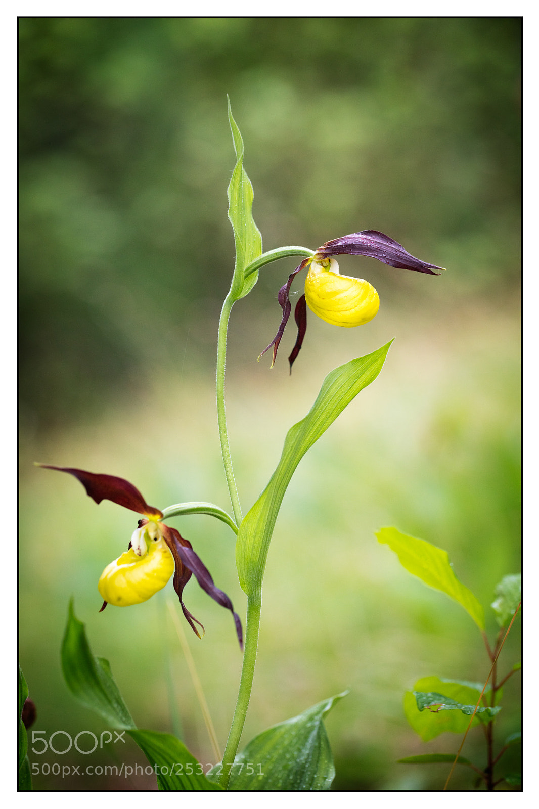 Canon EOS 5DS R sample photo. Sabot de venus. cypripedium photography