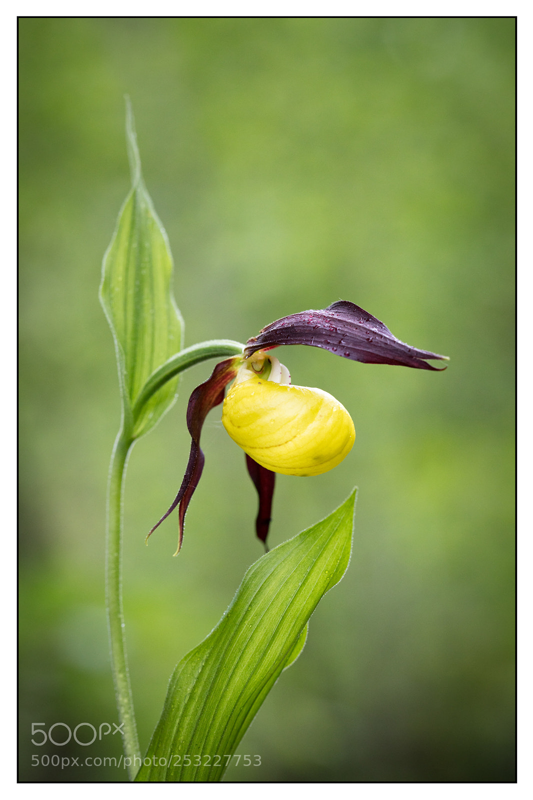 Canon EOS 5DS R sample photo. Sabot de venus. cypripedium photography