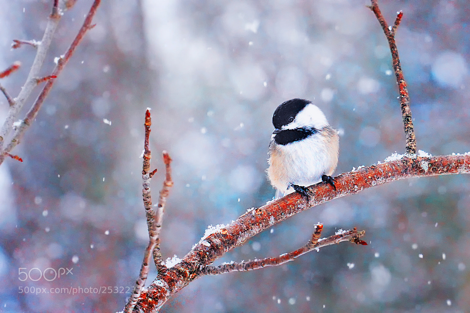 Canon EOS 7D sample photo. Winter coat photography