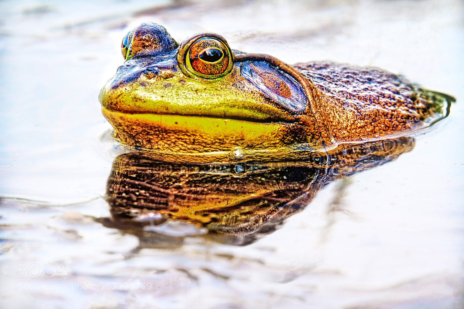Canon EOS 7D sample photo. Boss frog photography