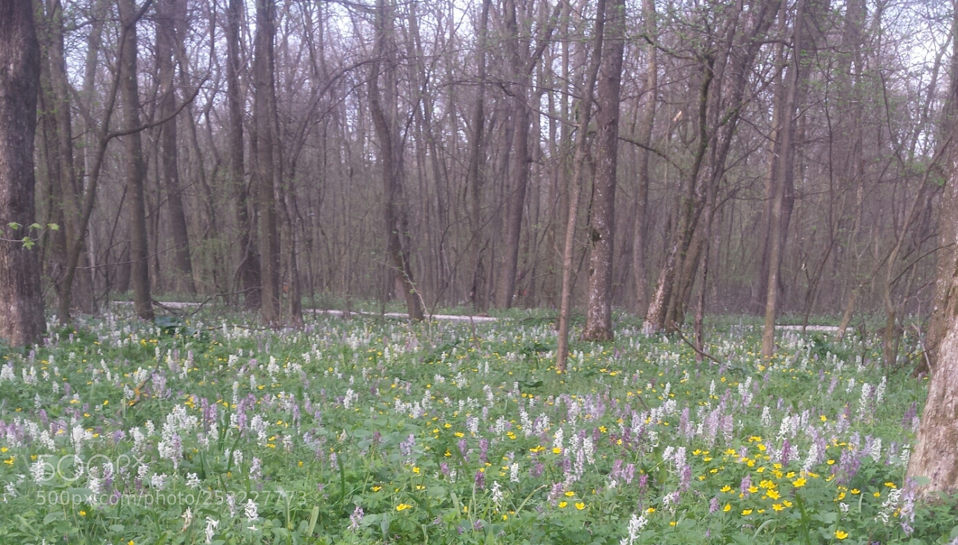 Samsung Galaxy S4 sample photo. Untitled photography