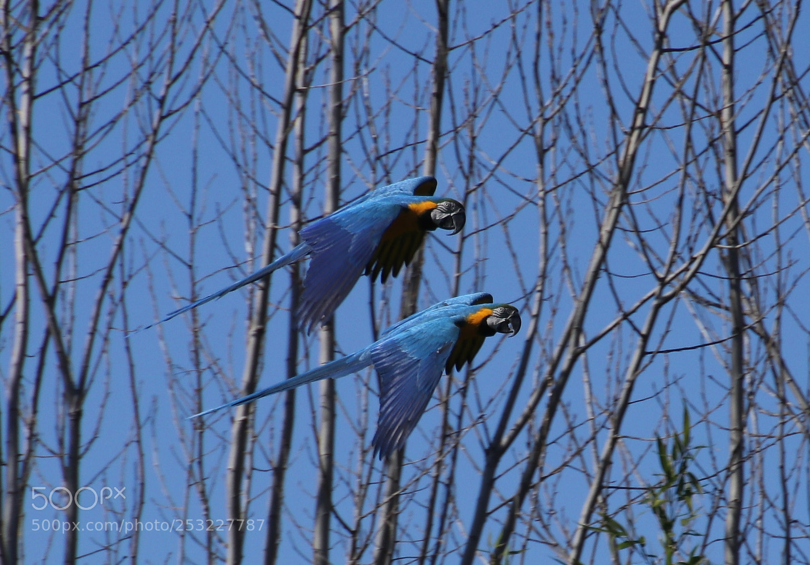 Canon EOS 80D sample photo. Flying photography