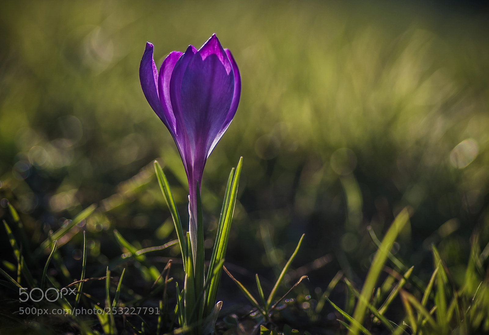 Pentax K-S2 sample photo. Purple crocus on the photography