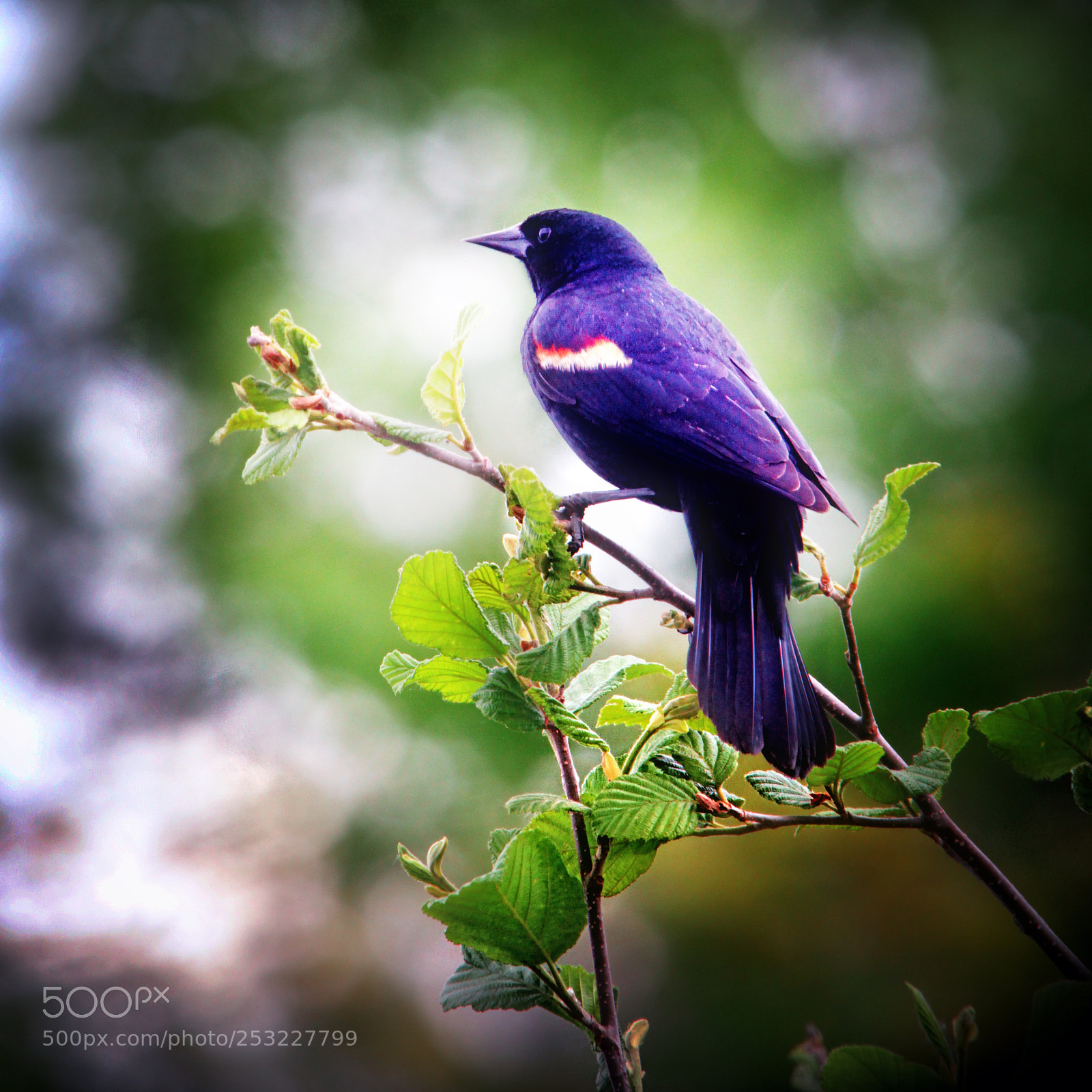 Canon EOS 7D sample photo. Redwing blackbird perched photography
