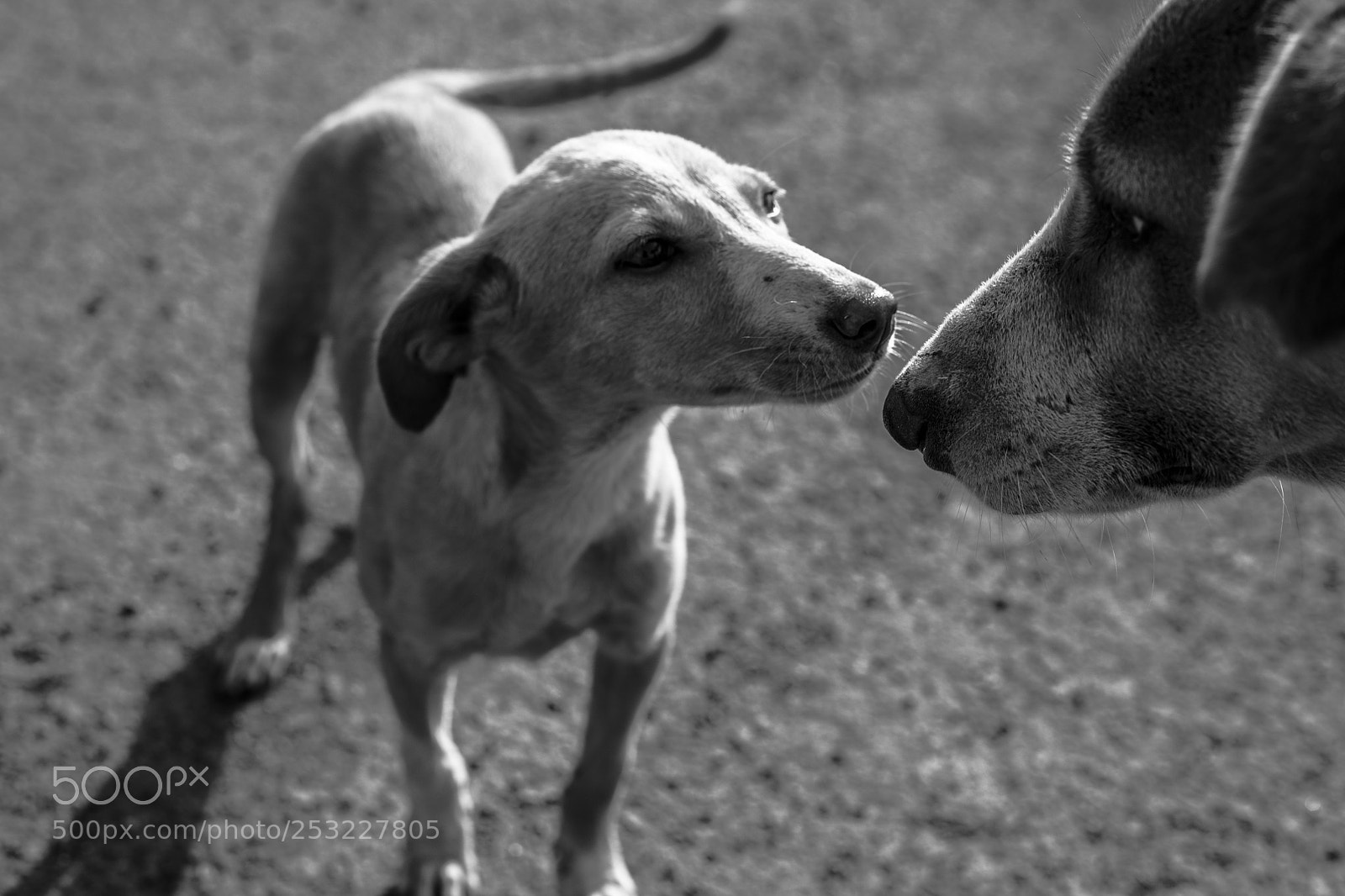 Nikon D850 sample photo. The emotions photography
