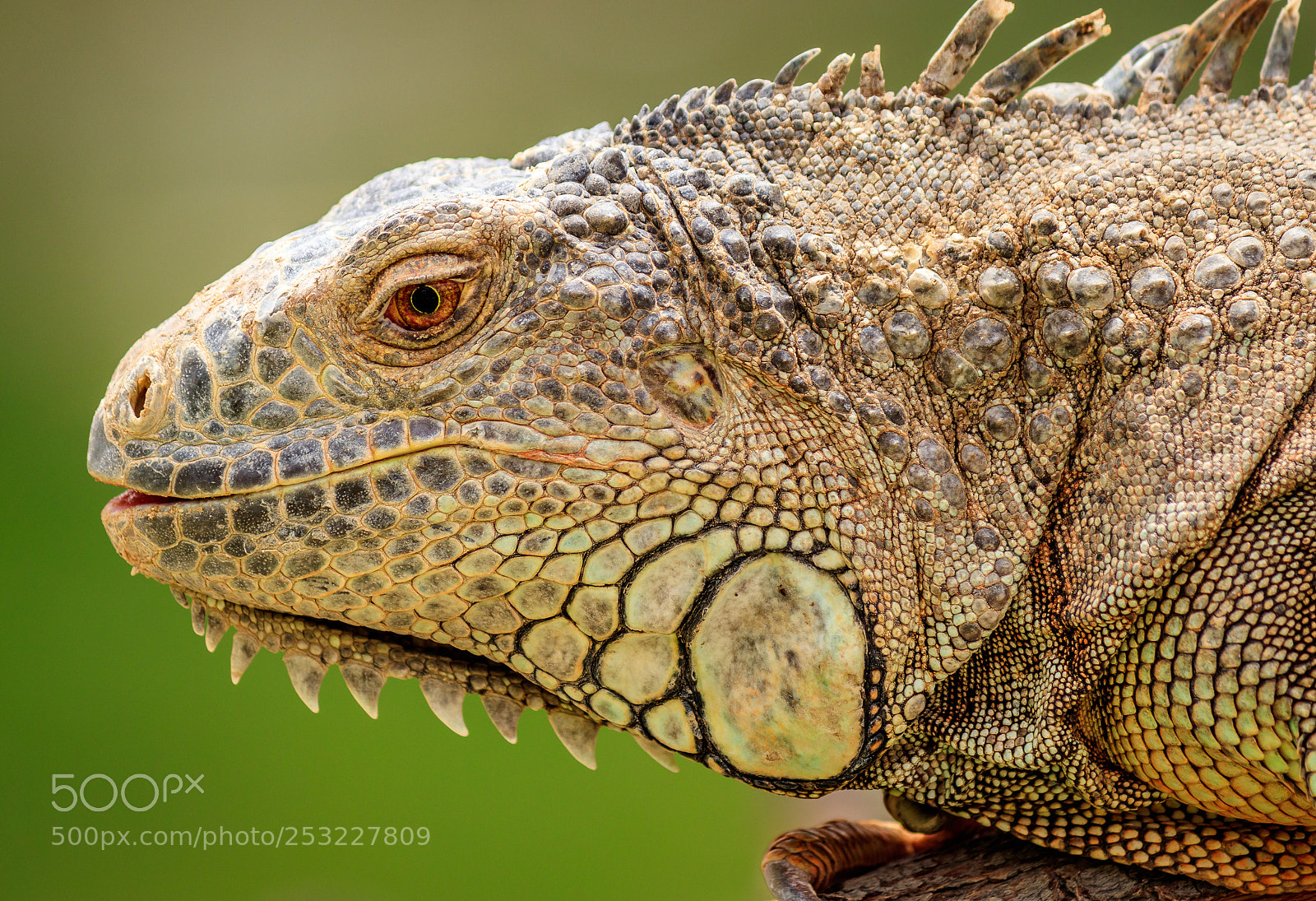 Canon EOS 80D sample photo. Iguana photography