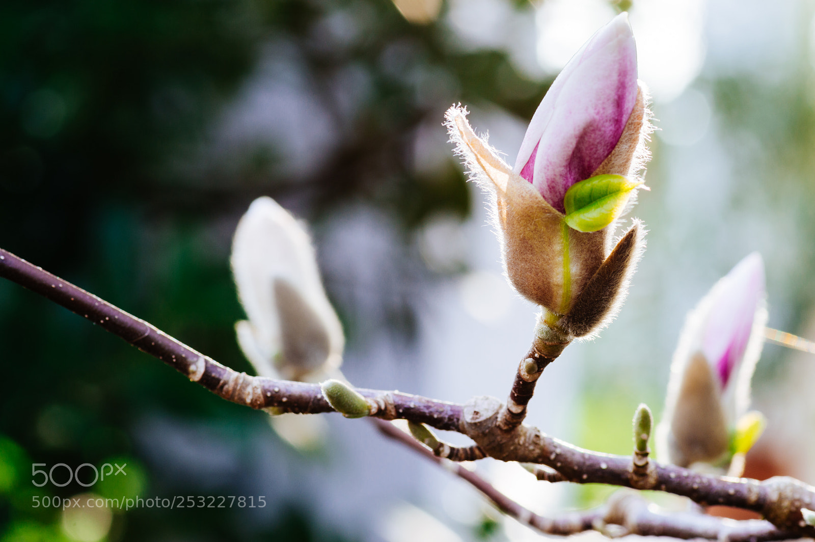 Nikon D3200 sample photo. Magnolia bud photography