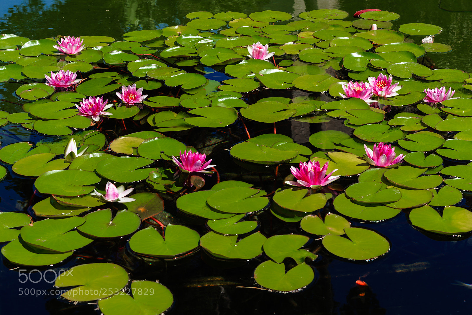 Sony a7 sample photo. Water lily photography