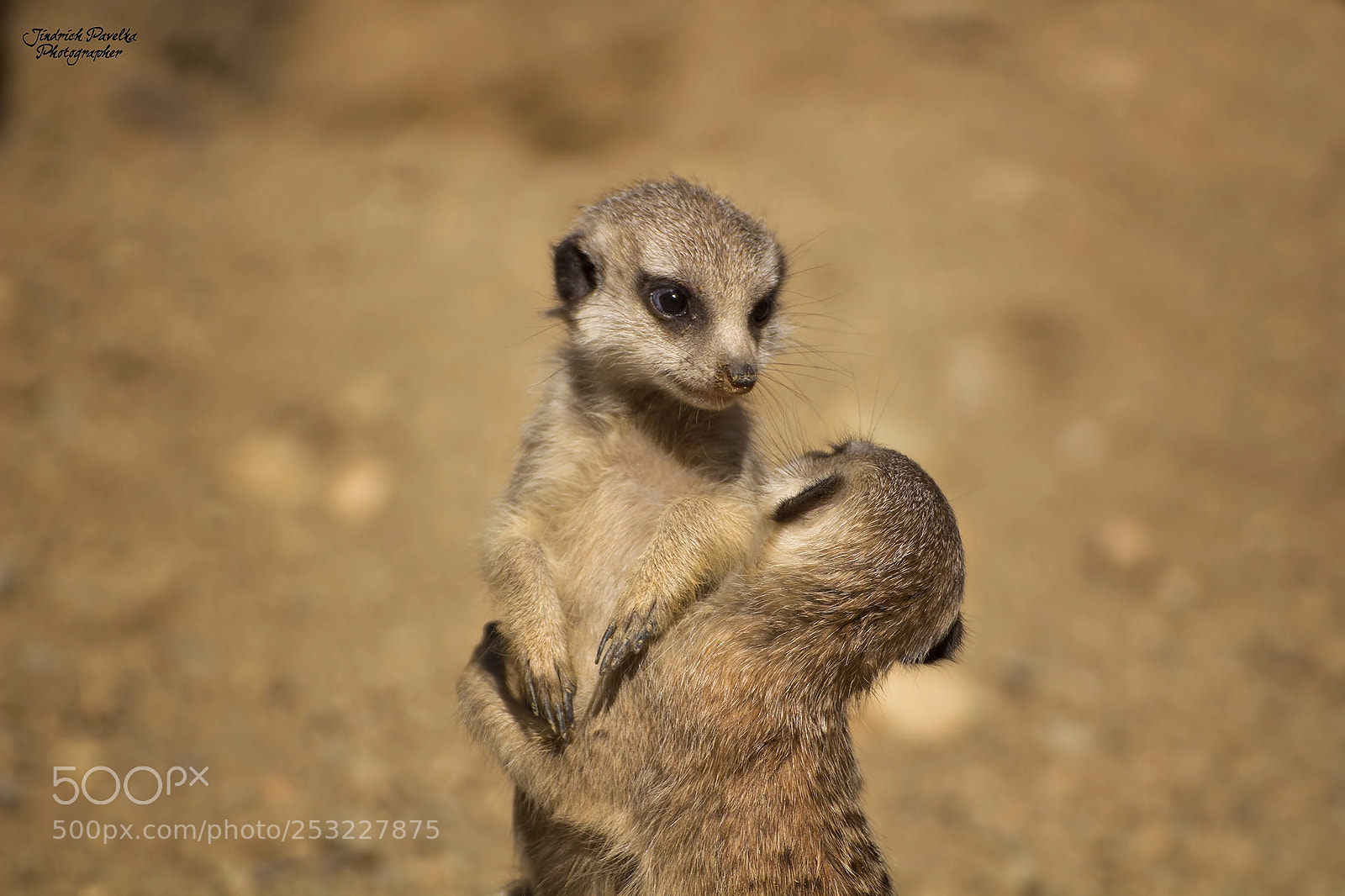 Canon EOS 100D (EOS Rebel SL1 / EOS Kiss X7) sample photo. Suricata (suricata suricatta) photography
