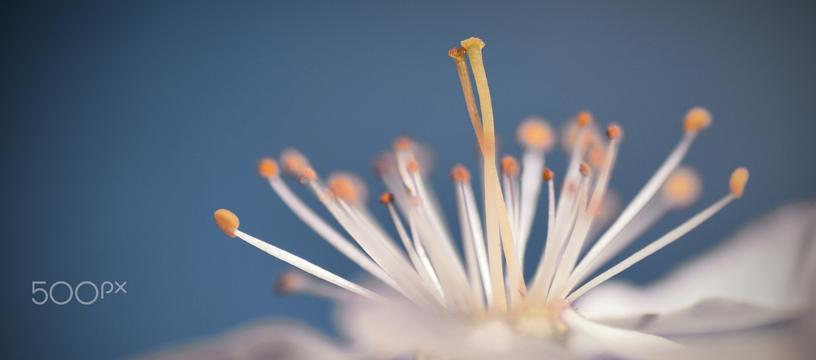 Nikon D5300 sample photo. Stamens photography