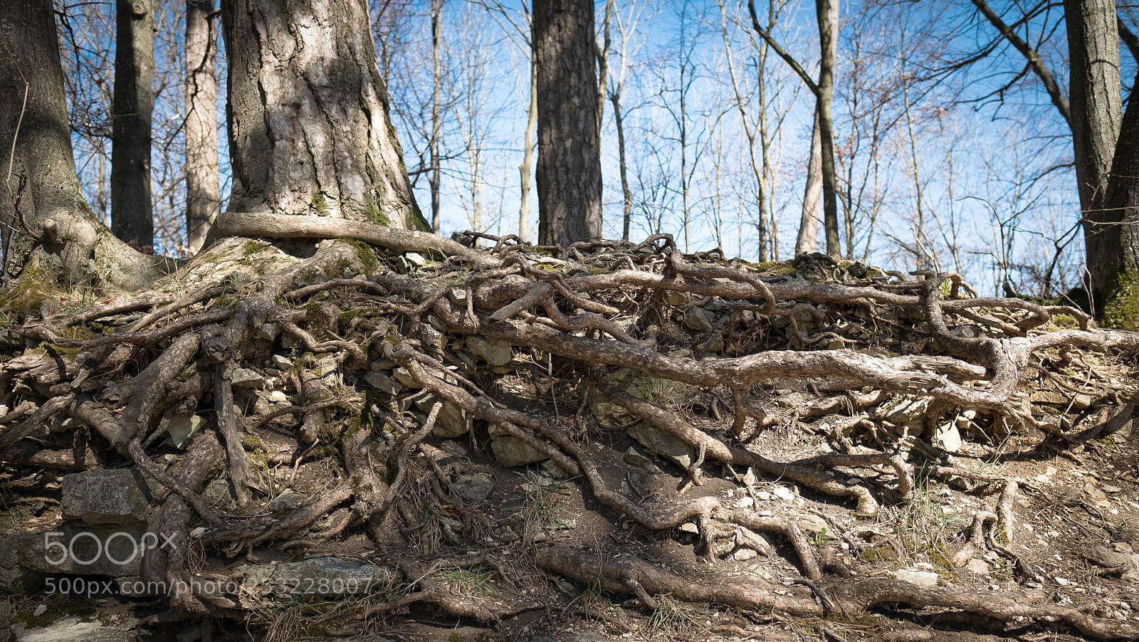 Fujifilm X-T2 sample photo. Roots photography