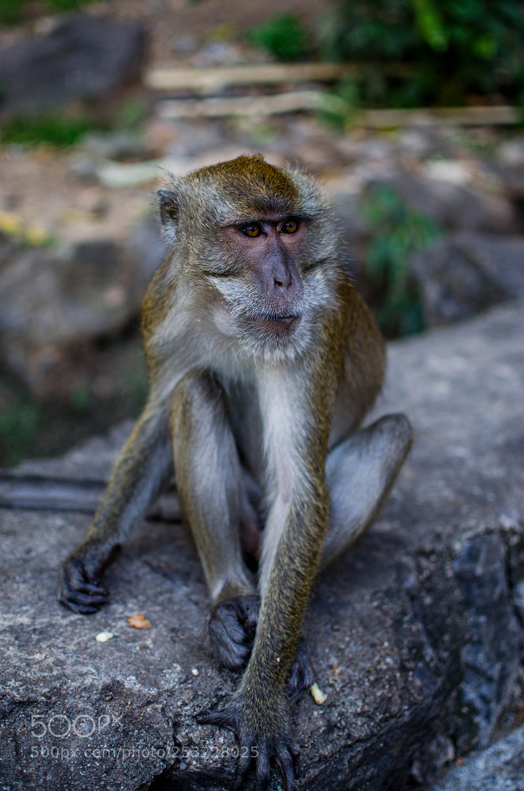Nikon D5100 sample photo. Monkey photography