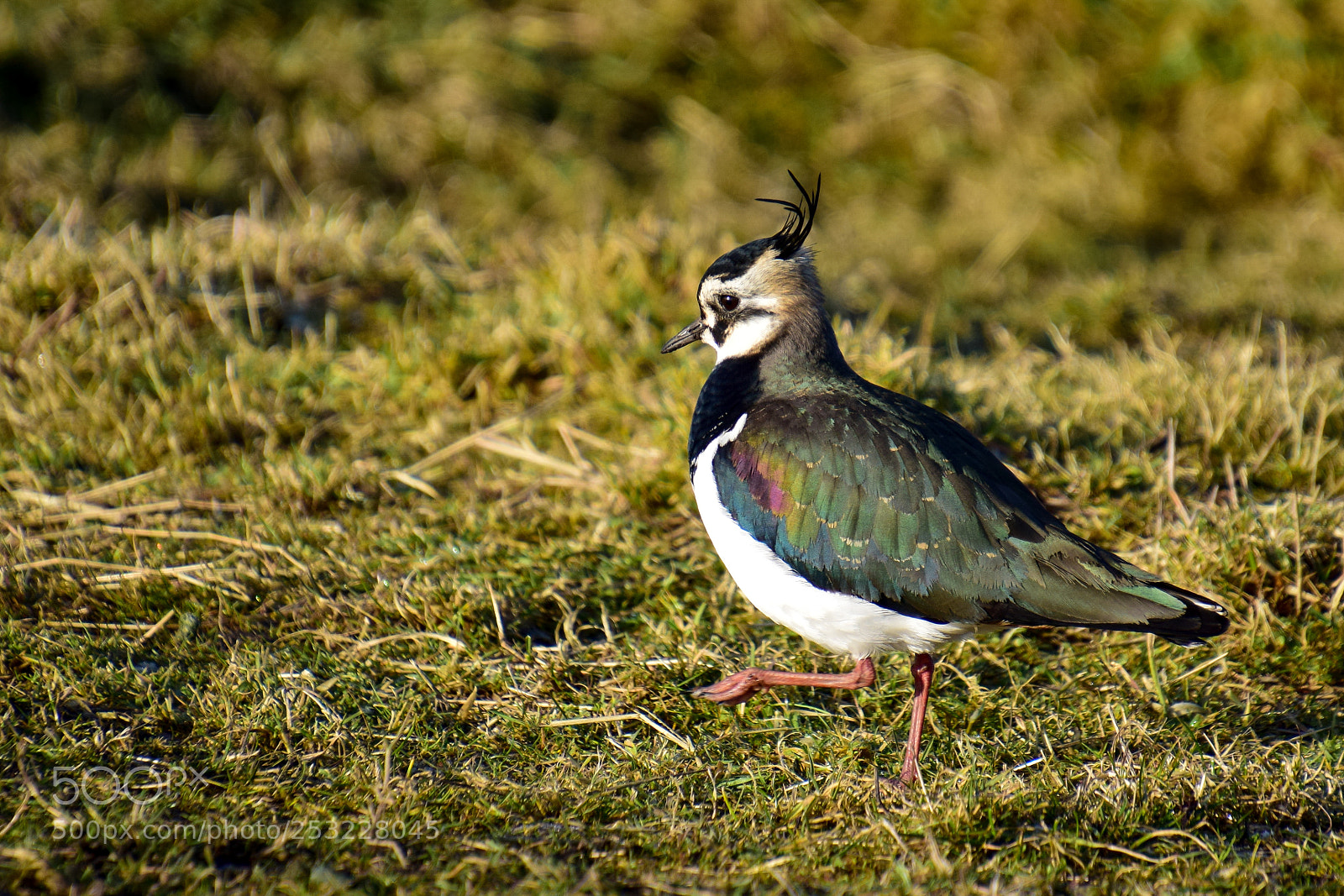Nikon D3300 sample photo. Marching lapwing photography