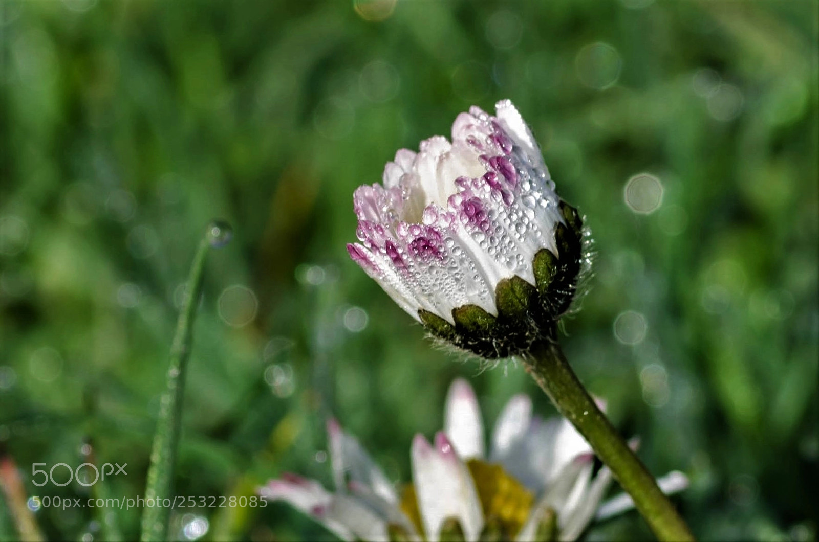 Nikon D7000 sample photo. A daisy in the photography