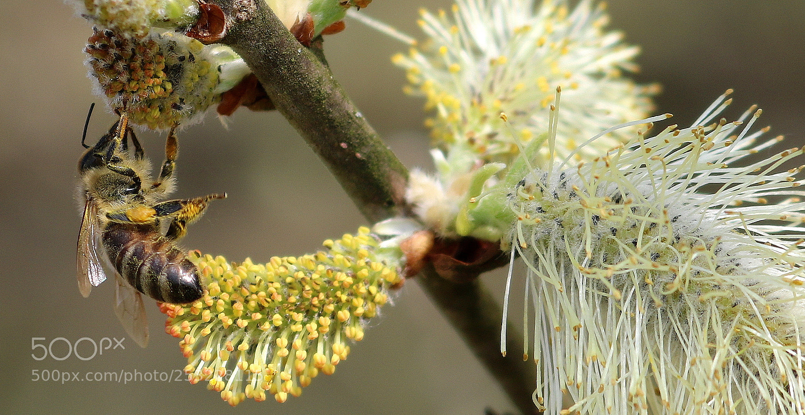 Canon EOS 750D (EOS Rebel T6i / EOS Kiss X8i) sample photo. "akrobat" photography