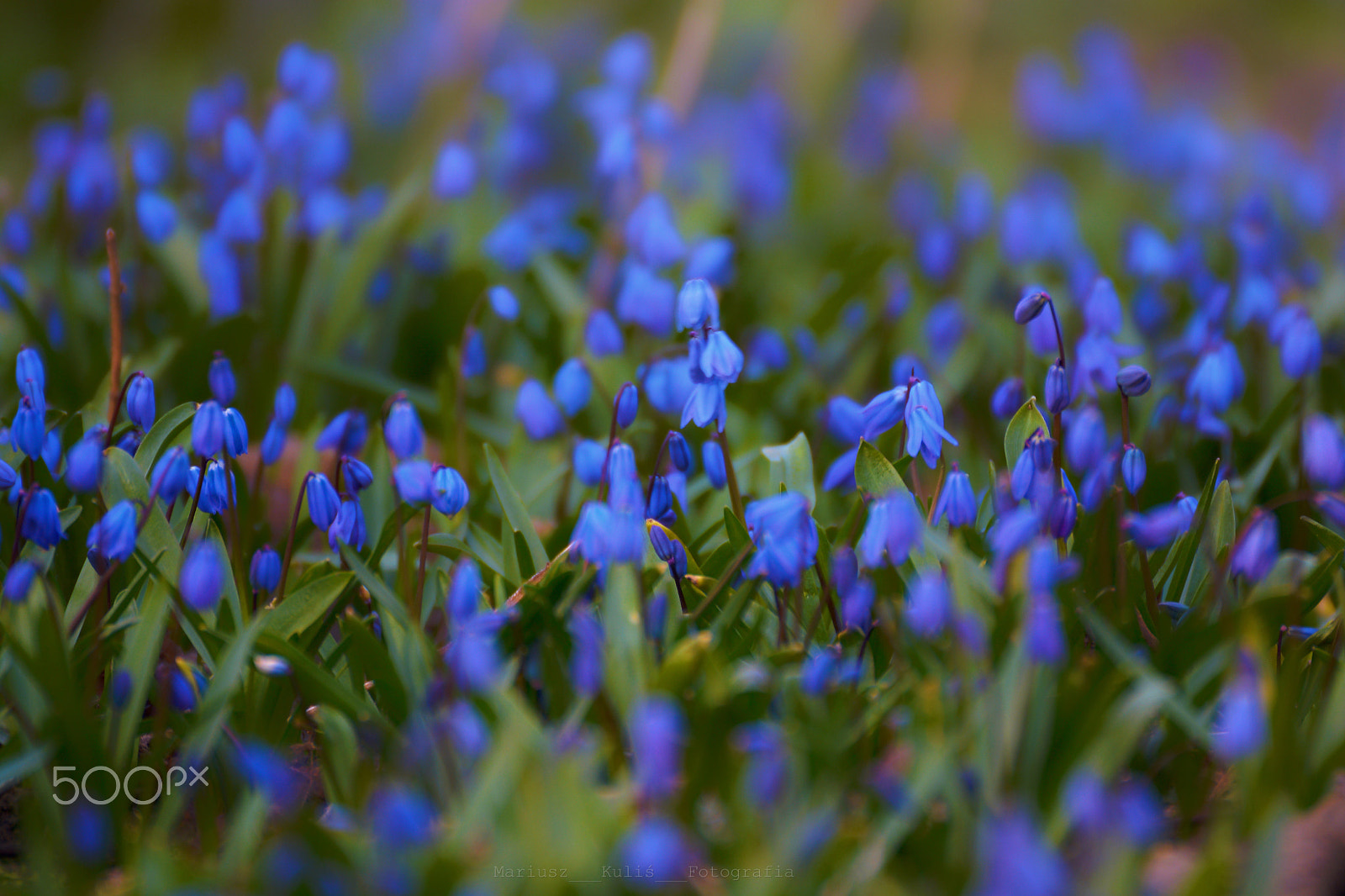 Nikon D5200 sample photo. Flowers, spring photography
