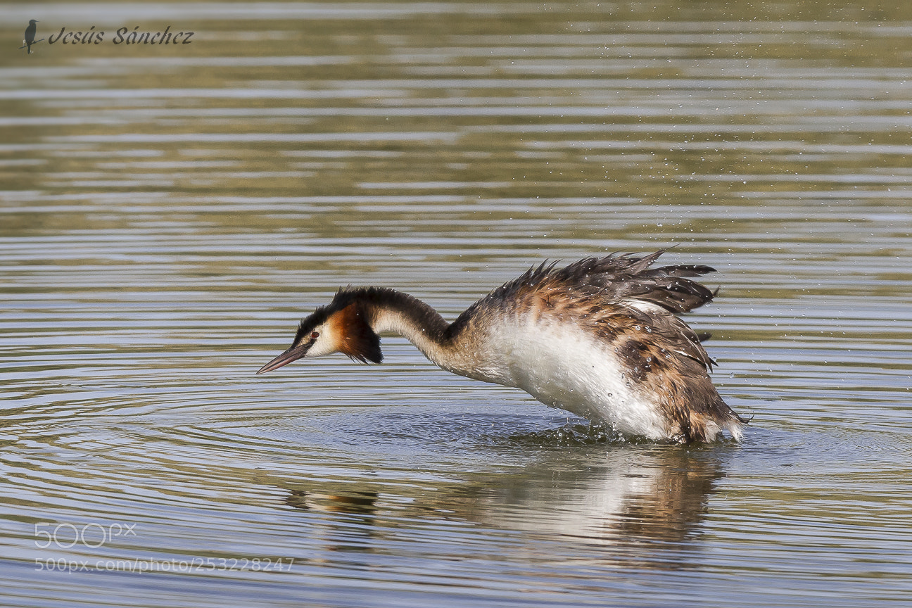 Canon EOS 7D sample photo. Somormujo lavanco (podiceps cristatus) photography