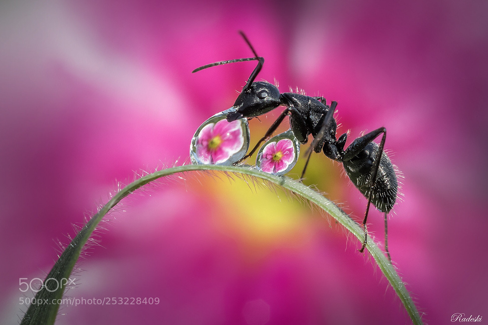 Nikon D850 sample photo. A drop for a photography