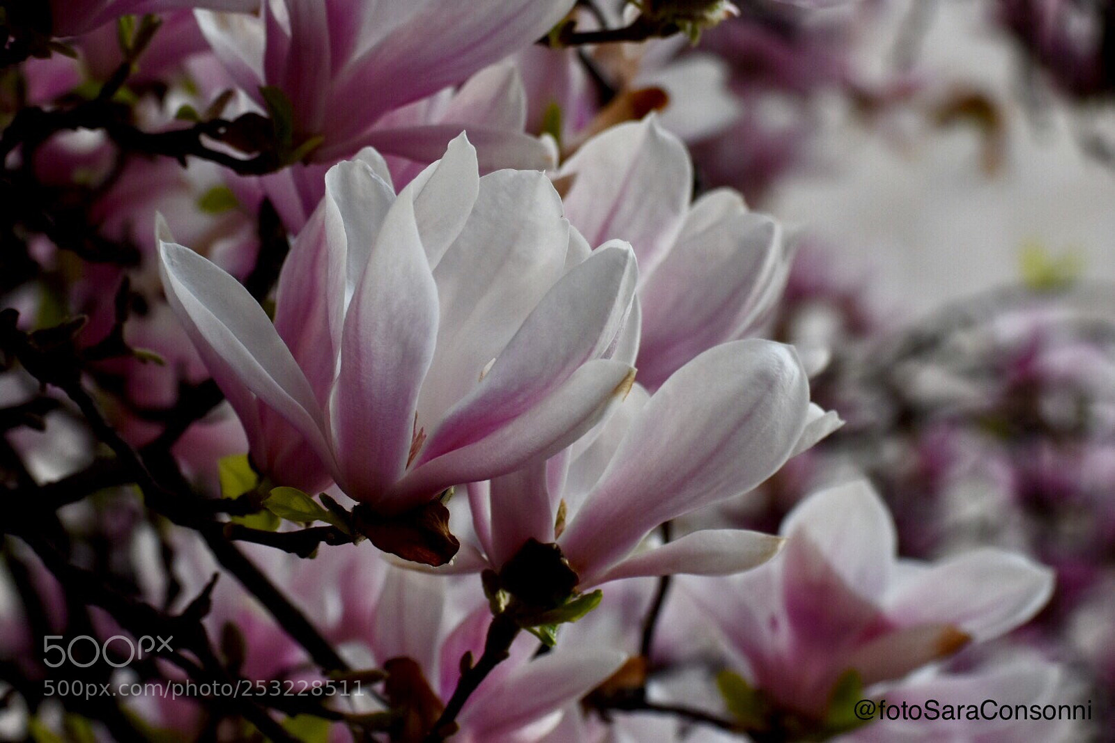 Nikon D7200 sample photo. Magnolia photography
