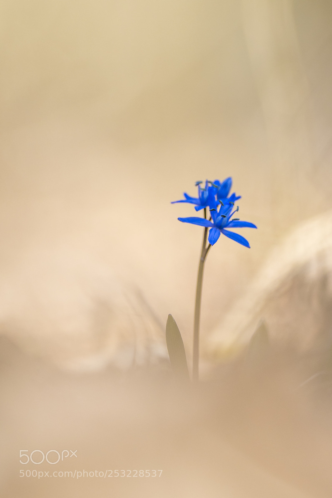 Nikon D500 sample photo. Blue squill photography