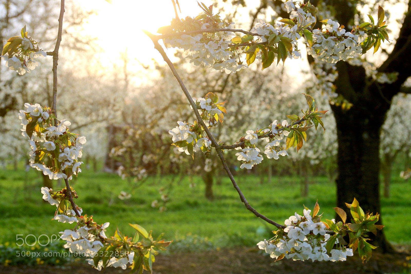 Canon EOS 70D sample photo. Springtime yeah ....1 photography