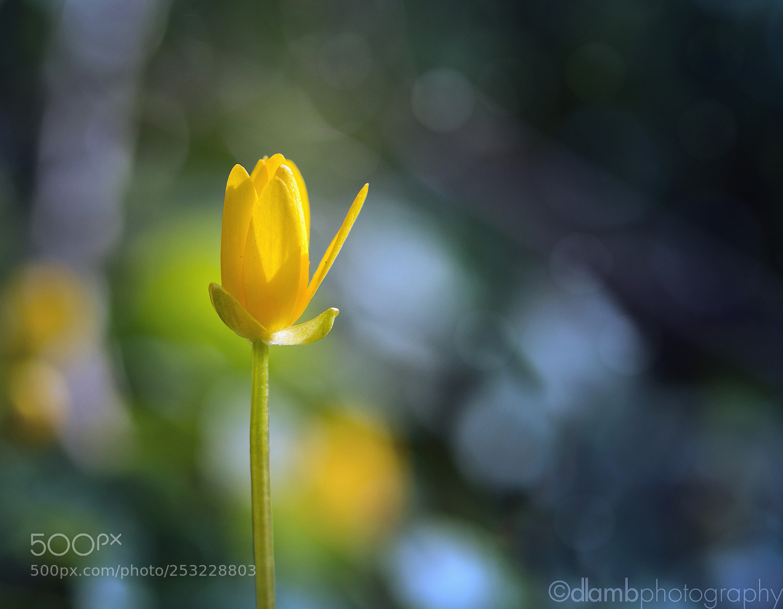 Canon EOS 70D sample photo. Blooming despite of photography