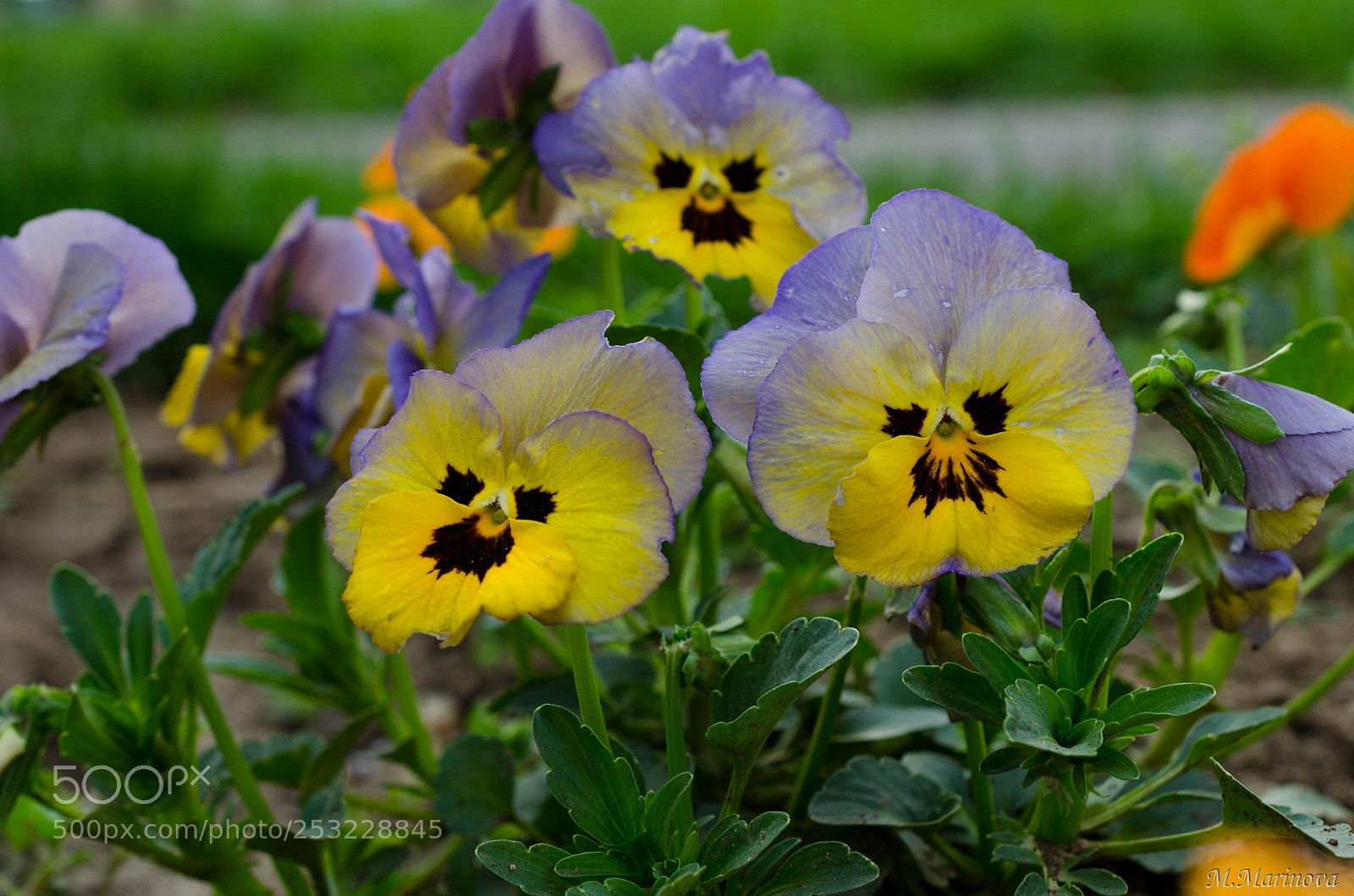 Nikon D7000 sample photo. Smiling violets photography