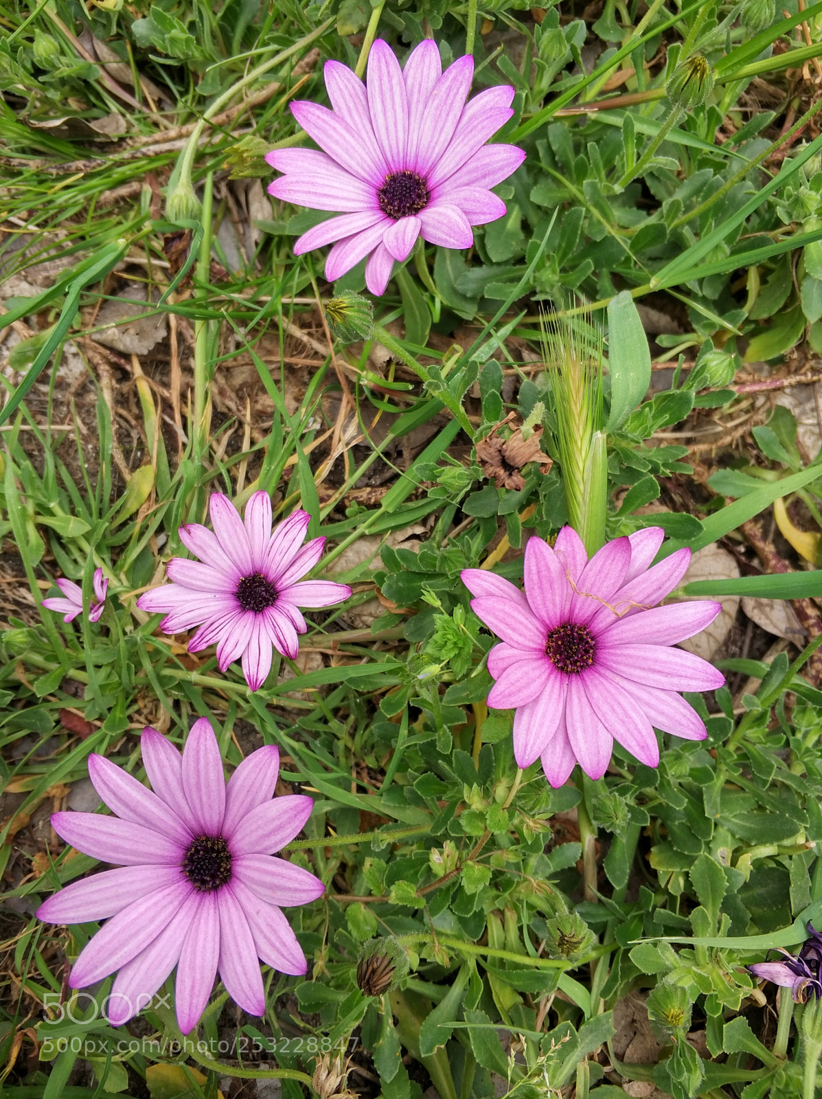 Xiaomi MI6 sample photo. Untitled photography