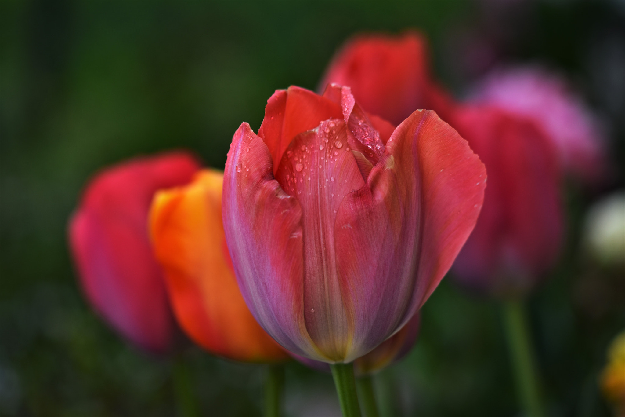 Nikon D7200 + Sigma 105mm F2.8 EX DG OS HSM sample photo. Tulip bokeh photography