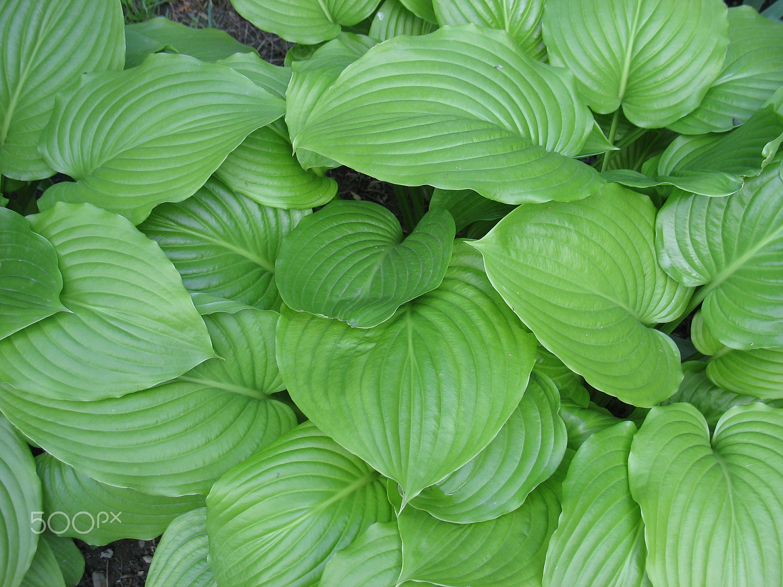 Canon POWERSHOT A610 sample photo. Green leaves photography