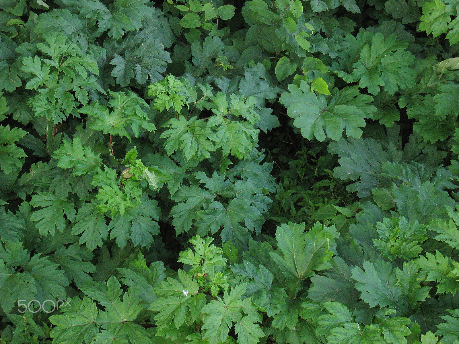 Canon POWERSHOT A610 sample photo. Green leaves photography