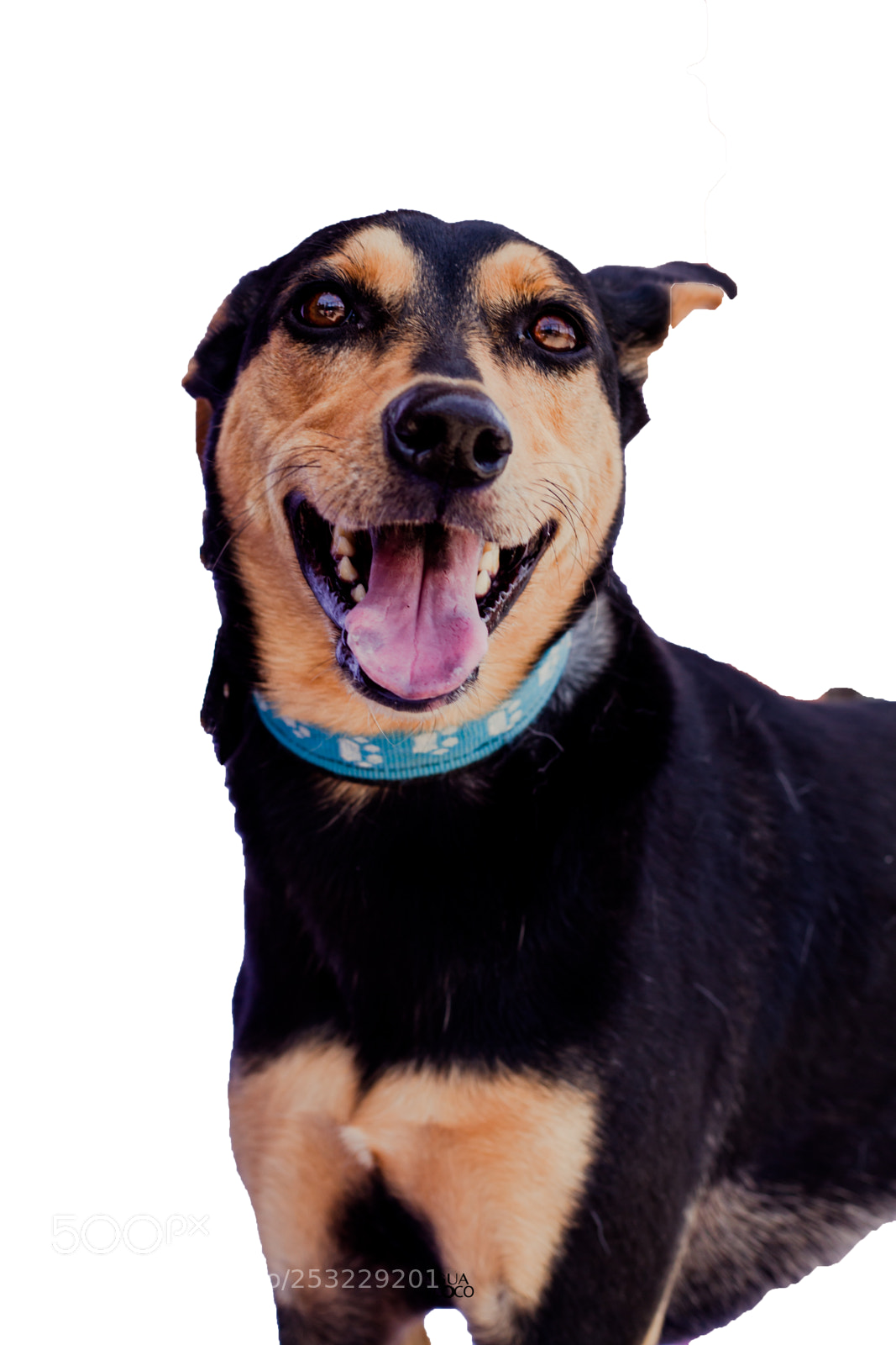 Canon EOS 7D sample photo. Dogs | aguaecoco photography