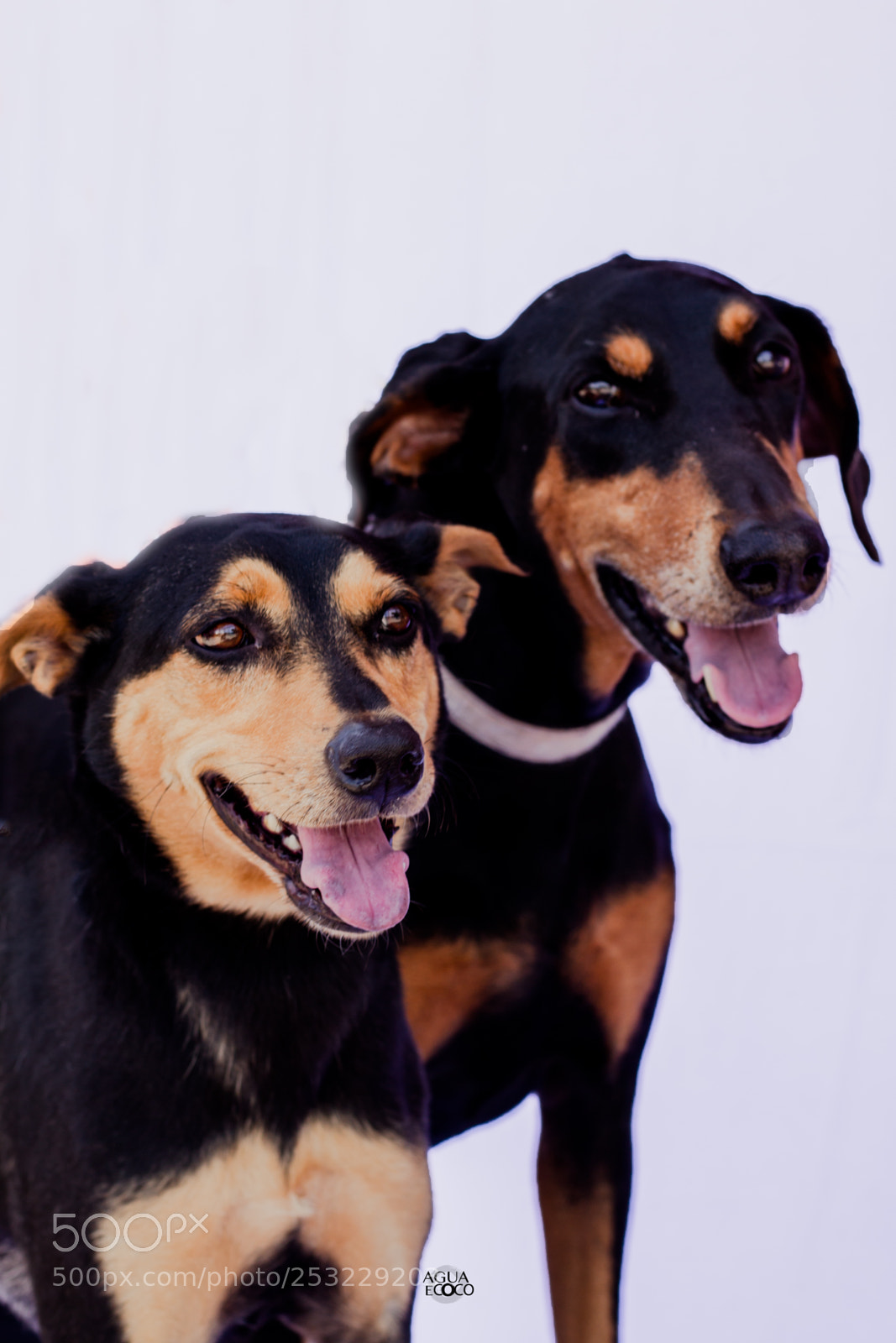 Canon EOS 7D sample photo. Dogs | aguaecoco photography