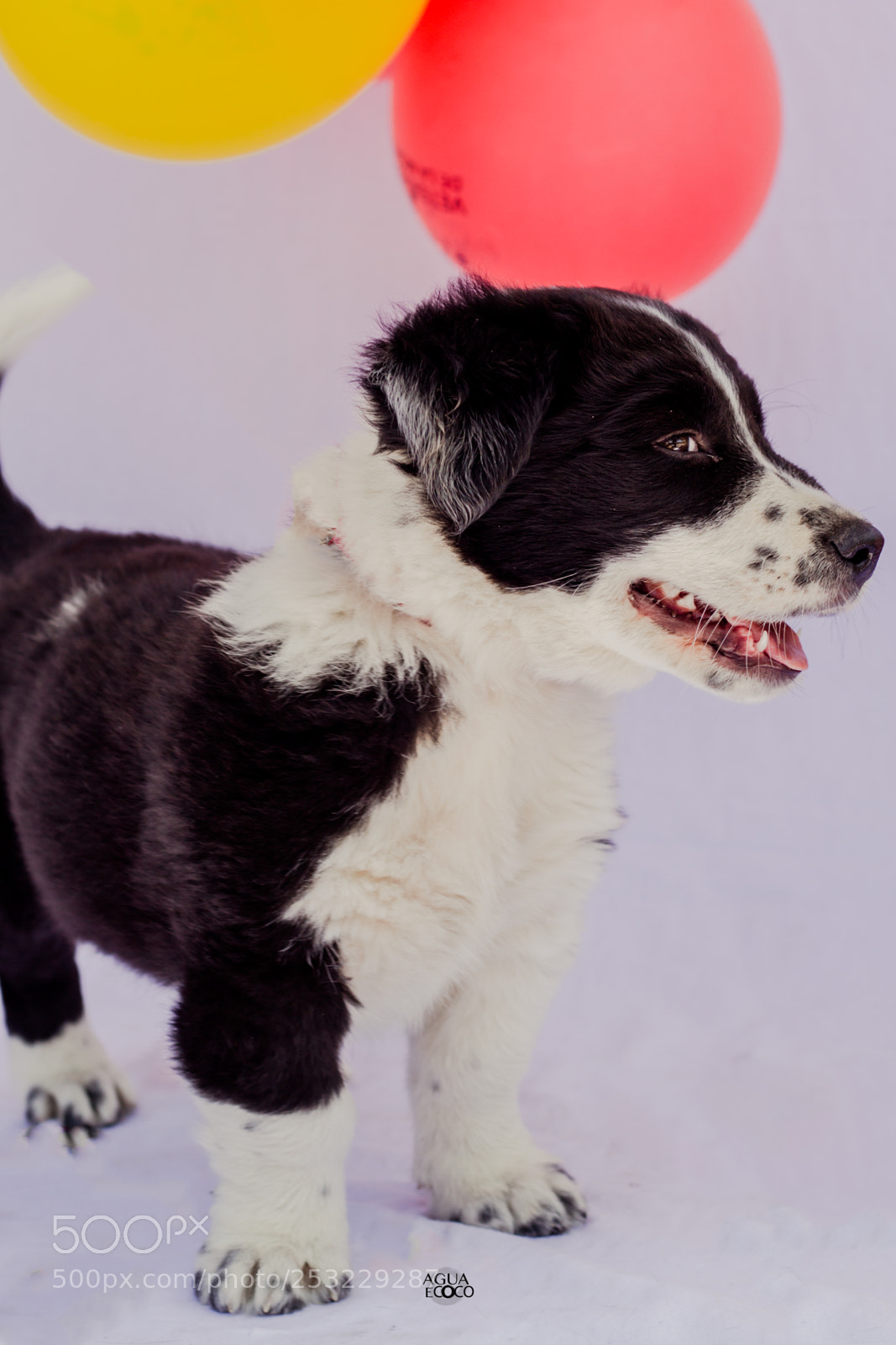 Canon EOS 7D sample photo. Dogs | aguaecoco photography