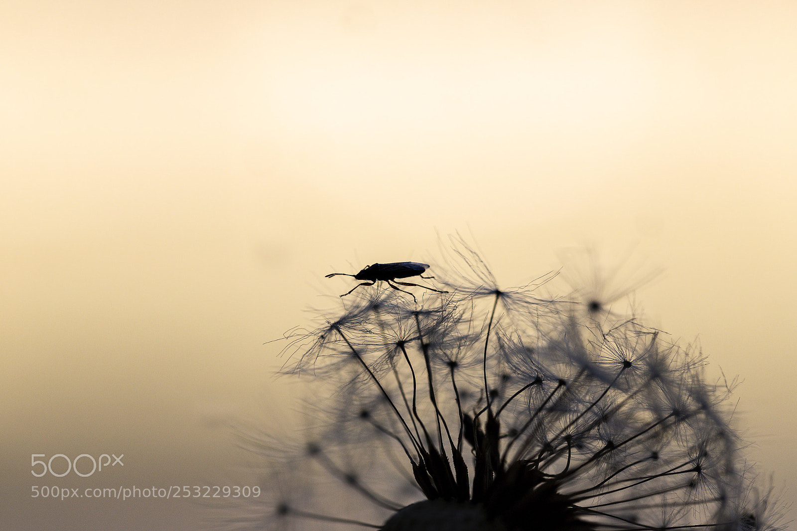 Canon EOS 6D Mark II sample photo. Life on a dandelion photography