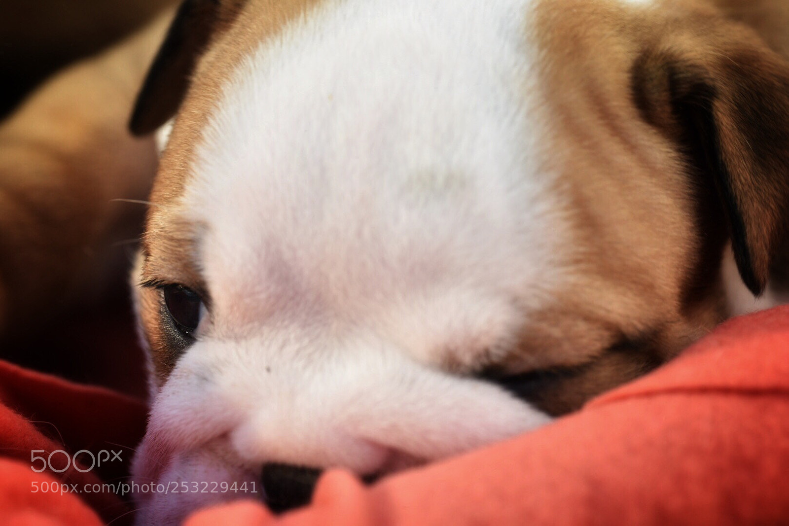 Nikon D7200 sample photo. Untitled photography
