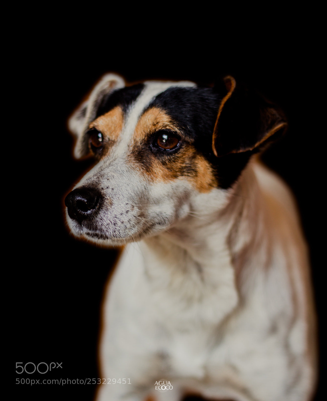 Canon EOS 7D sample photo. Dogs | aguaecoco photography