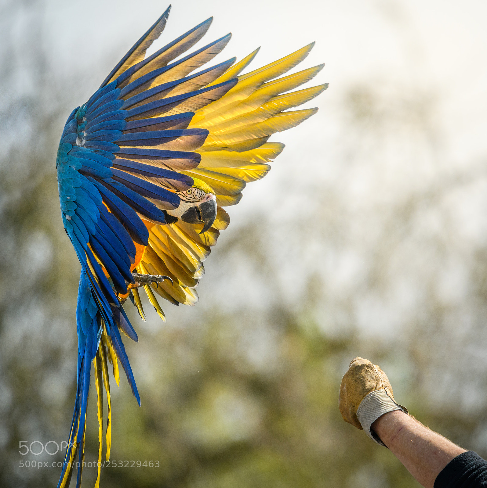 Nikon D500 sample photo. Ara ararauna - parc photography