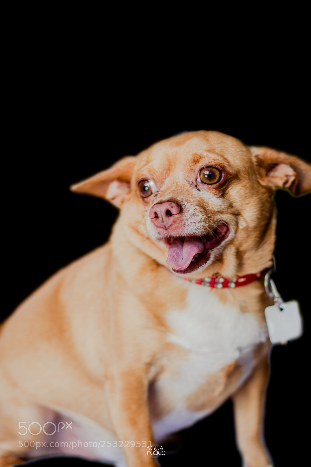 Canon EOS 7D sample photo. Dogs | aguaecoco photography